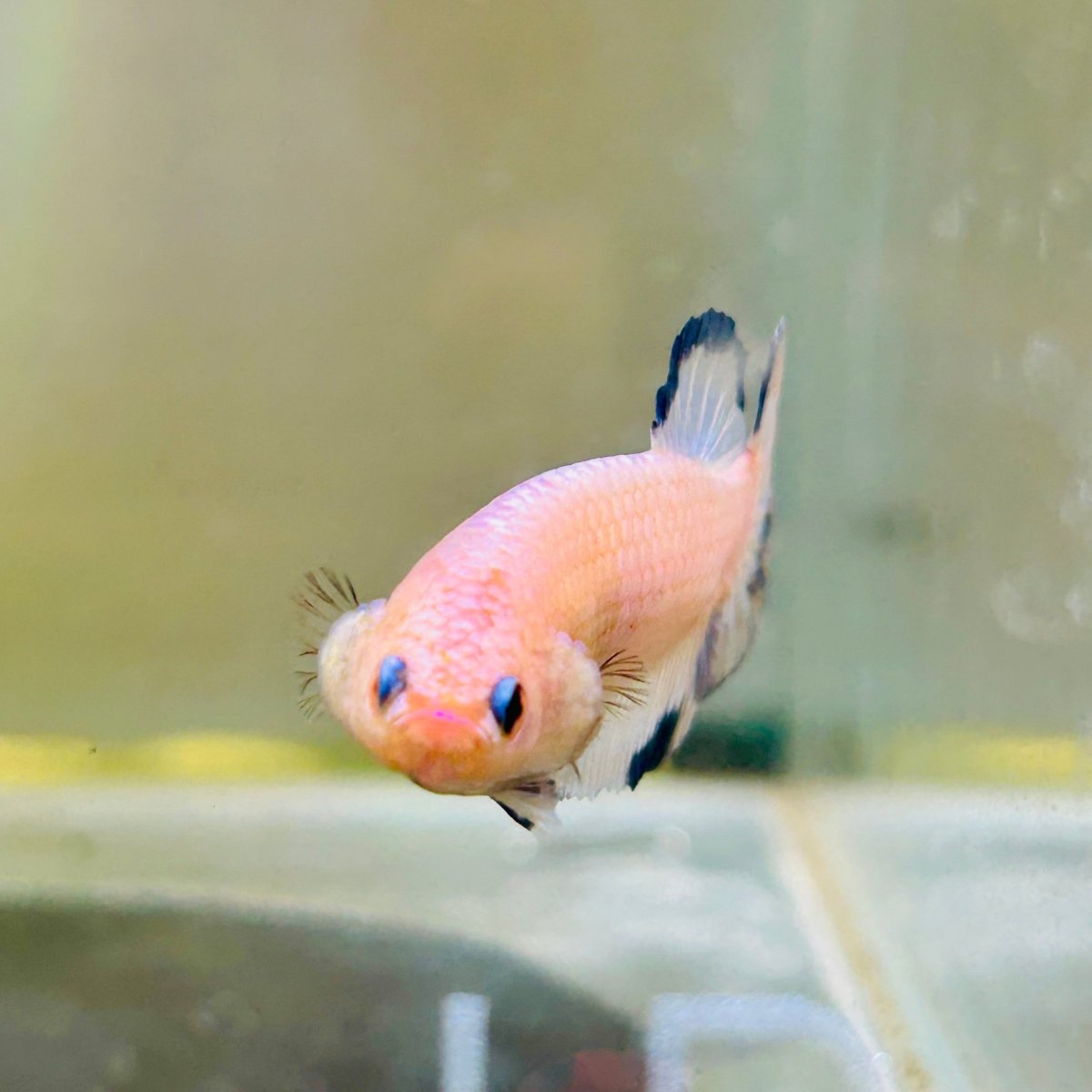 Plakat Blue Rim Male Betta 132