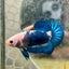 Plakat Blue Rim Male Betta 132