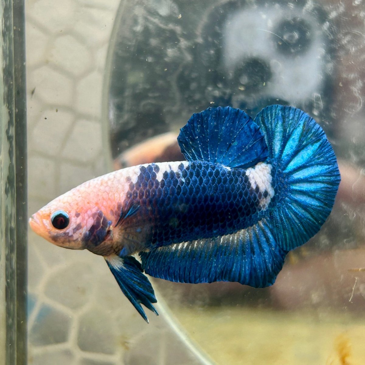 Plakat Blue Rim Male Betta #132