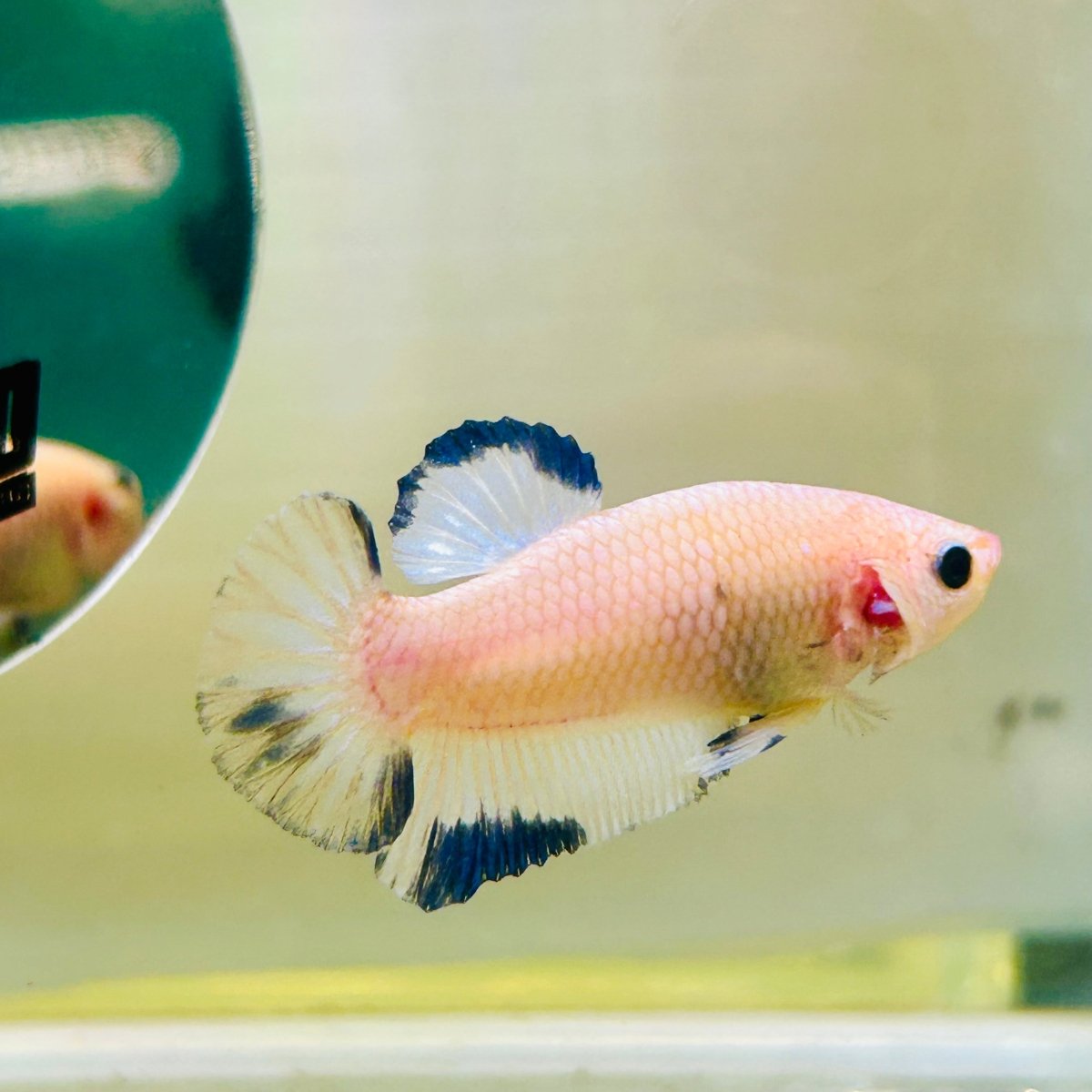 Plakat Blue Rim Male Betta 132