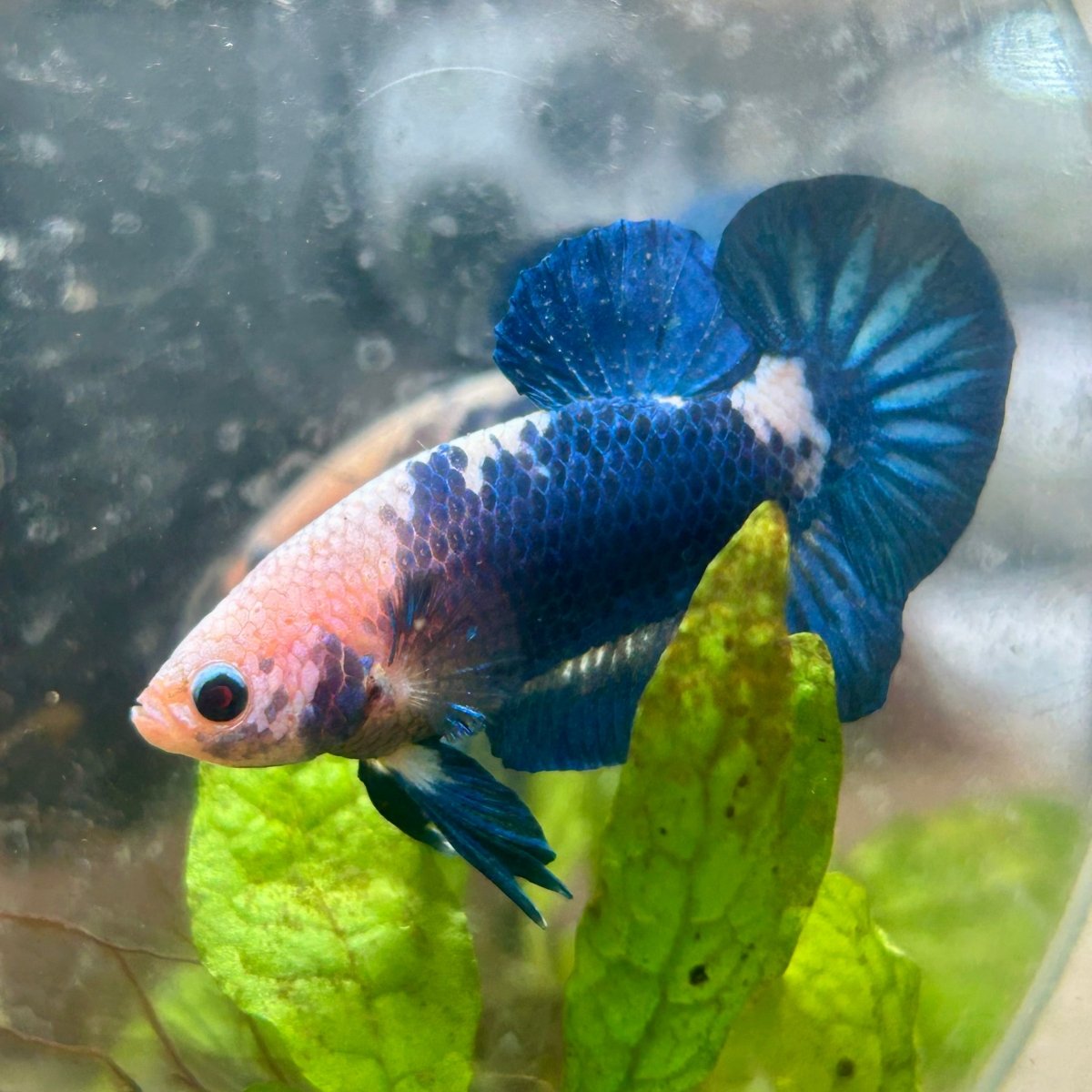 Plakat Blue Rim Male Betta #132