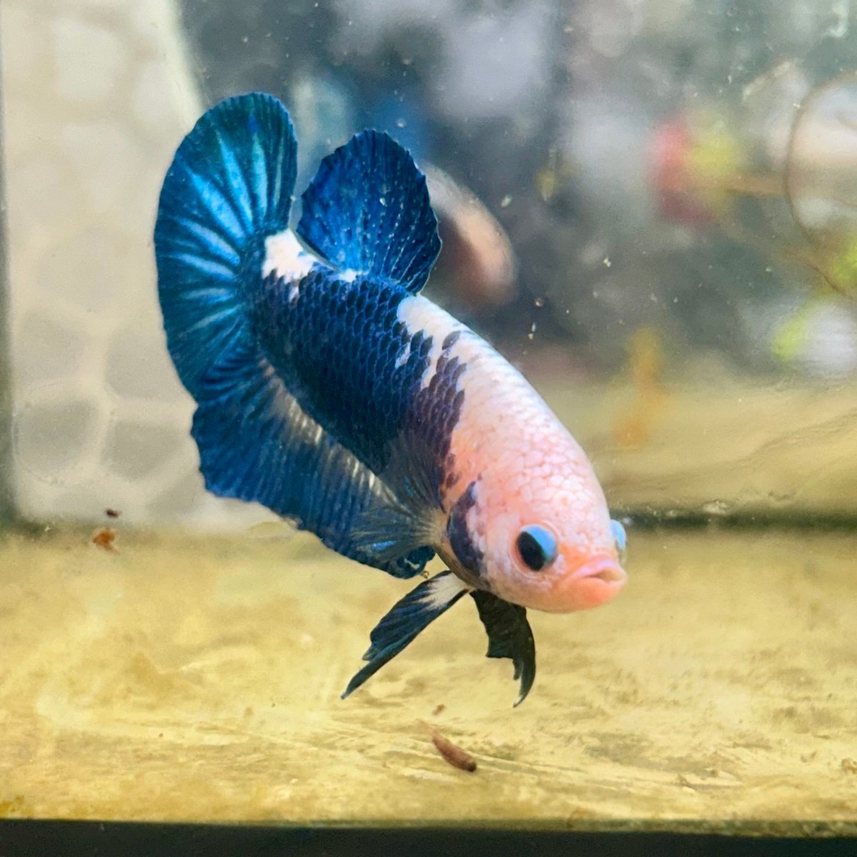 Plakat Blue Rim Male Betta #132