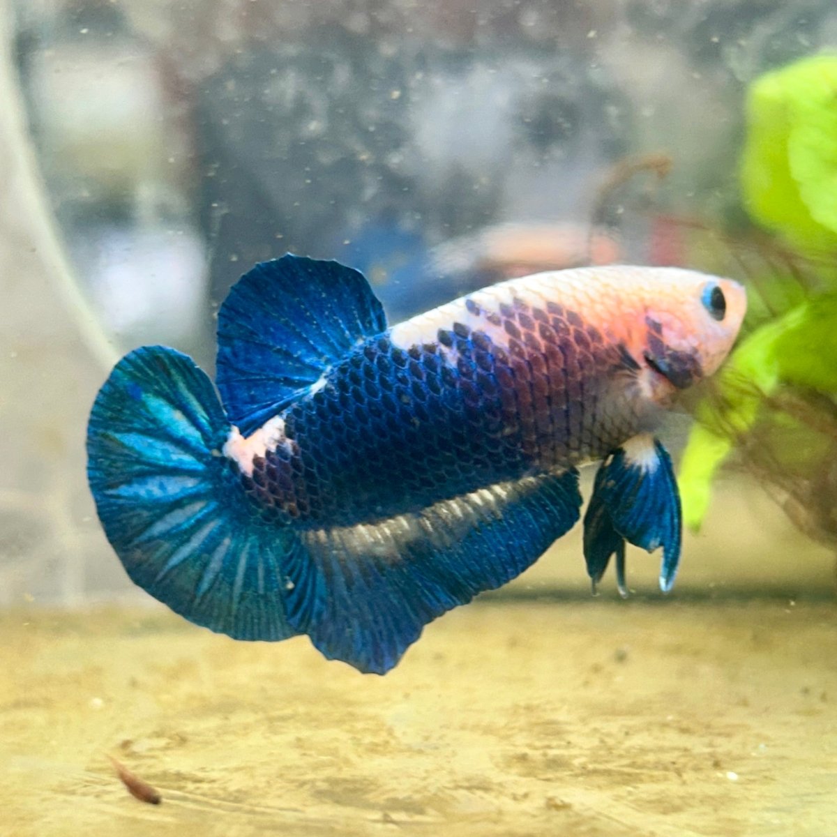 Plakat Blue Rim Male Betta #132