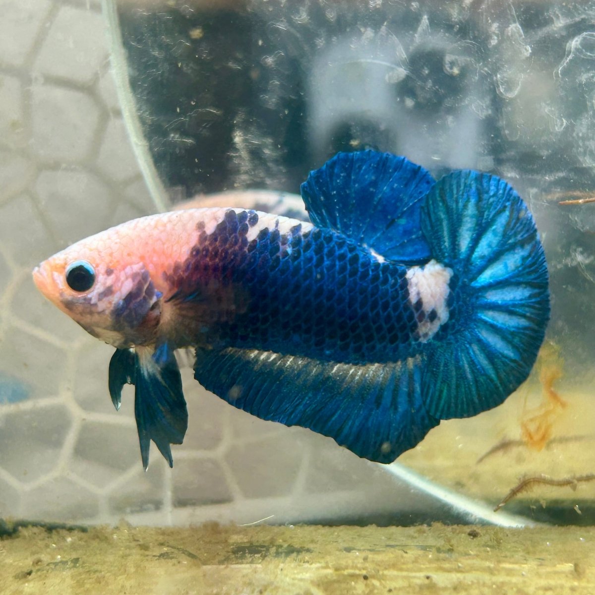 Plakat Blue Rim Male Betta #132