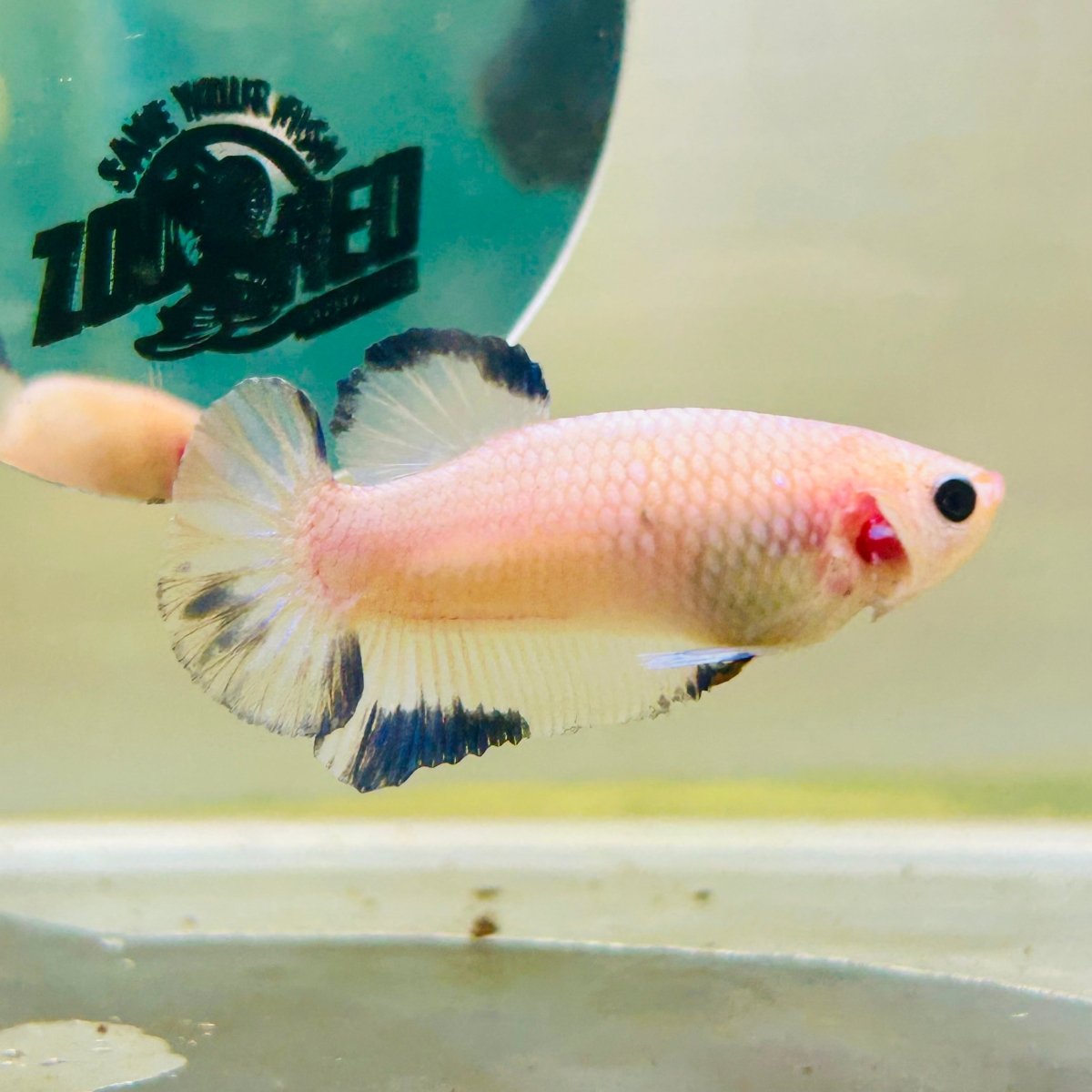 Plakat Blue Rim Male Betta 132