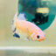 Plakat Blue Rim Male Betta 132
