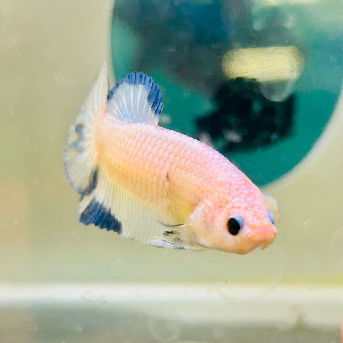 Plakat Blue Rim Male Betta 132