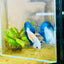 Plakat Blue Rim Male Betta 132 Male betta