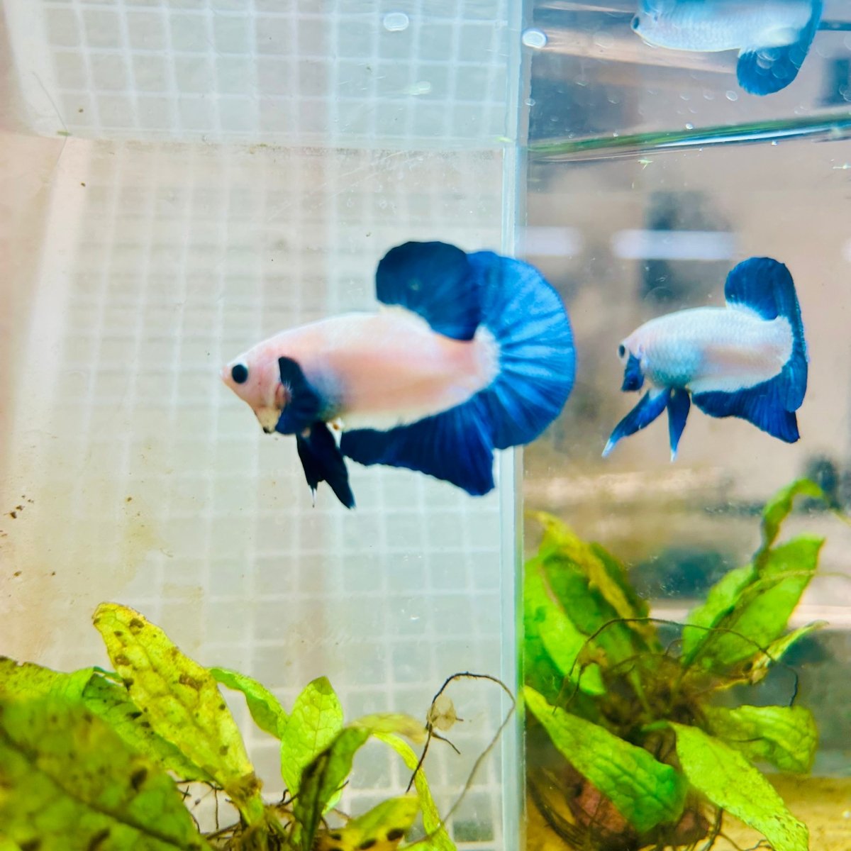 Plakat Blue Rim Male Betta 132 Male betta