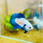 Plakat Blue Rim Male Betta 132 Male betta
