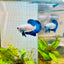 Plakat Blue Rim Male Betta 132 Male betta