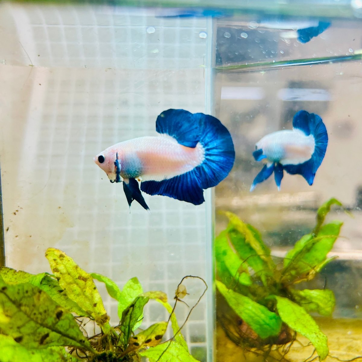 Plakat Blue Rim Male Betta 132 Male betta