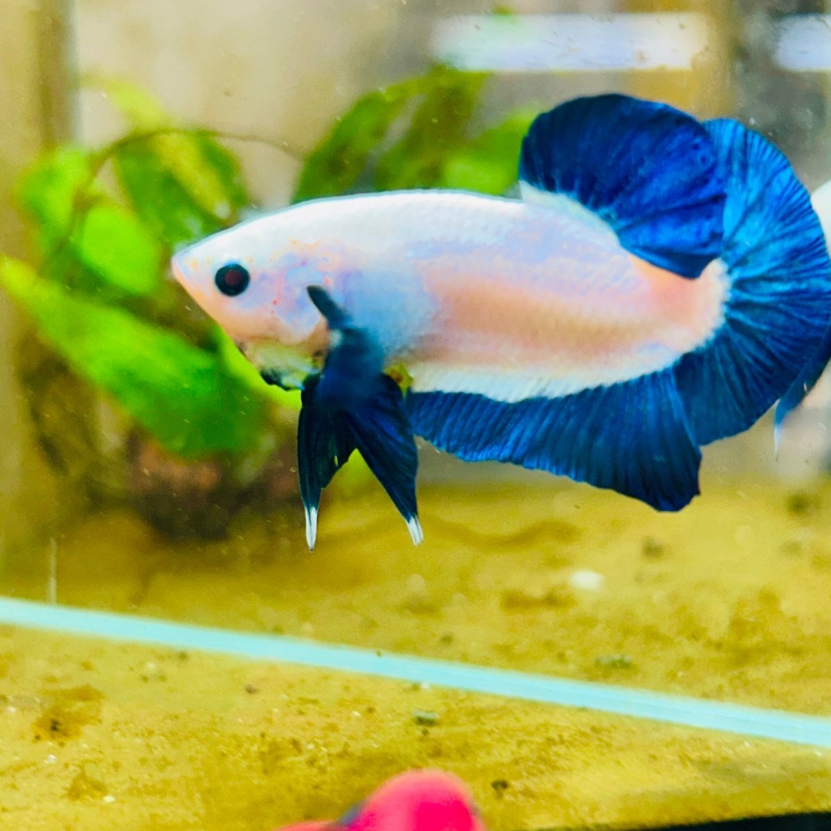 Plakat Blue Rim Male Betta 132 Male betta