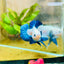 Plakat Blue Rim Male Betta 132 Male betta