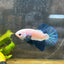 Plakat Blue Rim Male Betta 152 Male betta