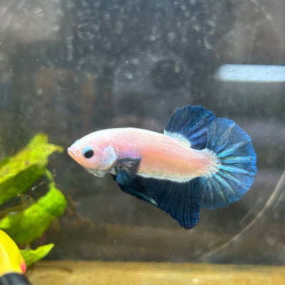 Plakat Blue Rim Male Betta 152 Male betta