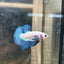 Plakat Blue Rim Male Betta 152 Male betta