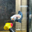 Plakat Blue Rim Male Betta 152 Male betta