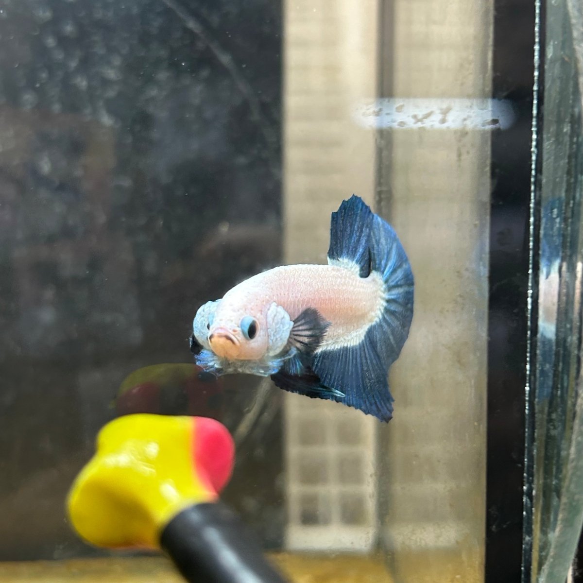 Plakat Blue Rim Male Betta 152 Male betta