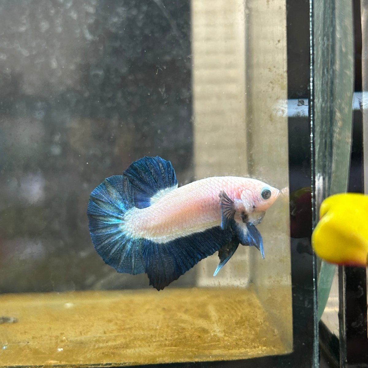 Plakat Blue Rim Male Betta 152 Male betta