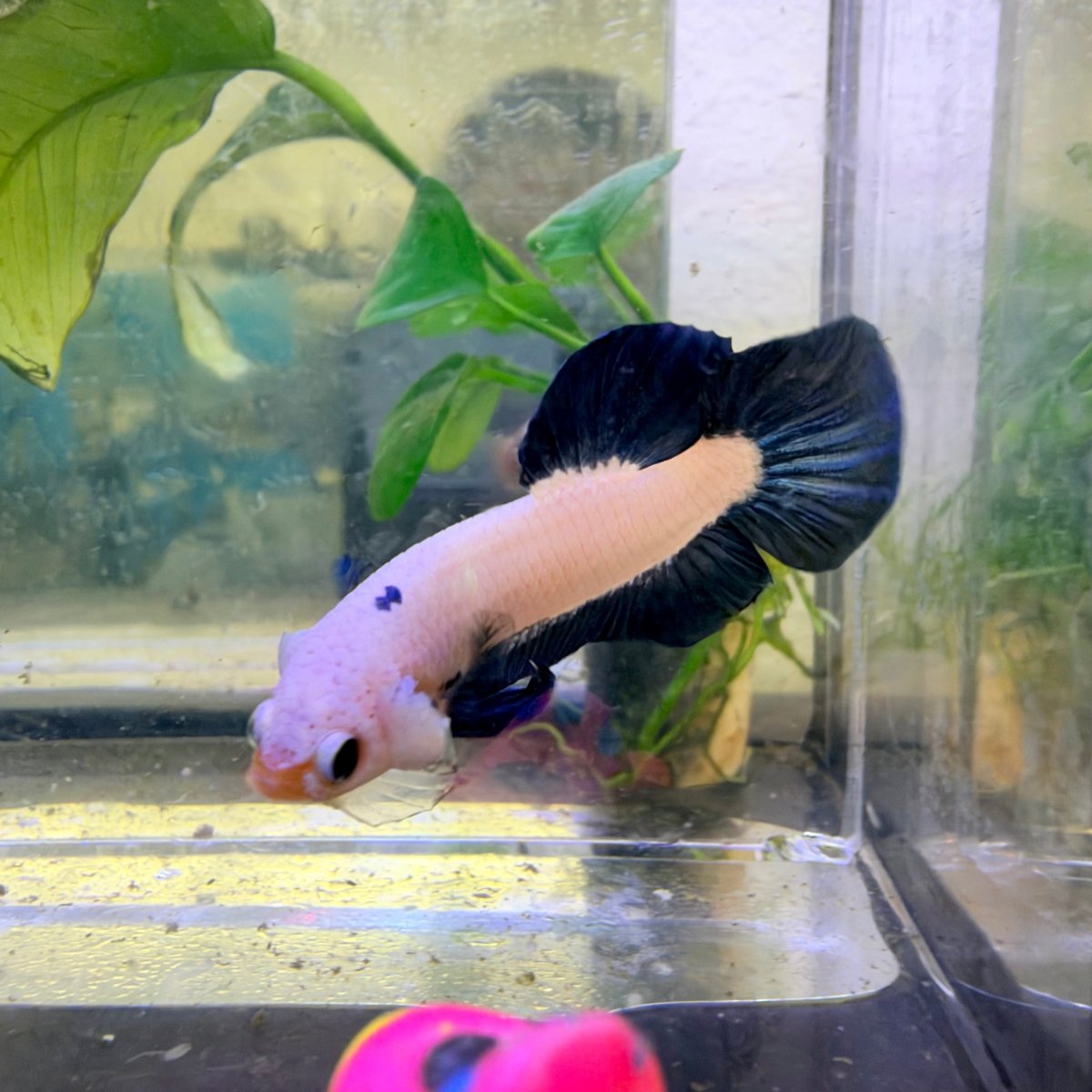 Plakat Blue Rim Male Betta #189