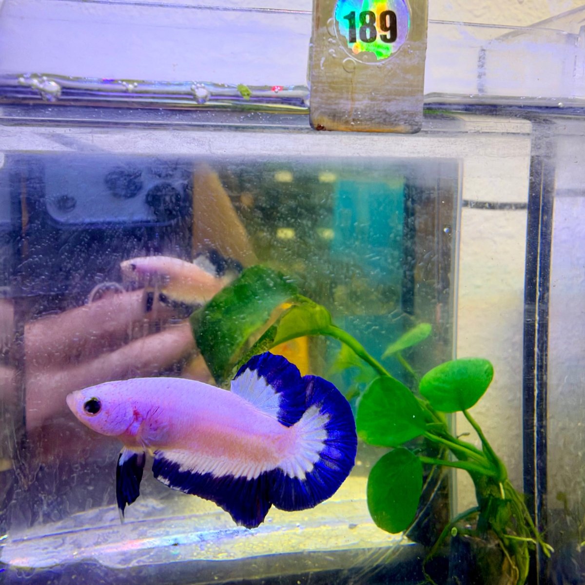 Plakat Blue Rim Male Betta #189