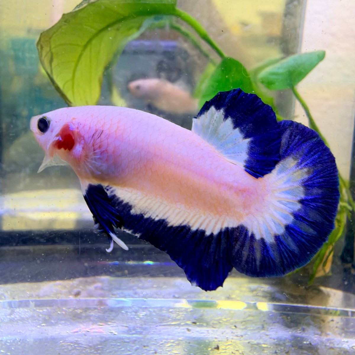 Plakat Blue Rim Male Betta #189