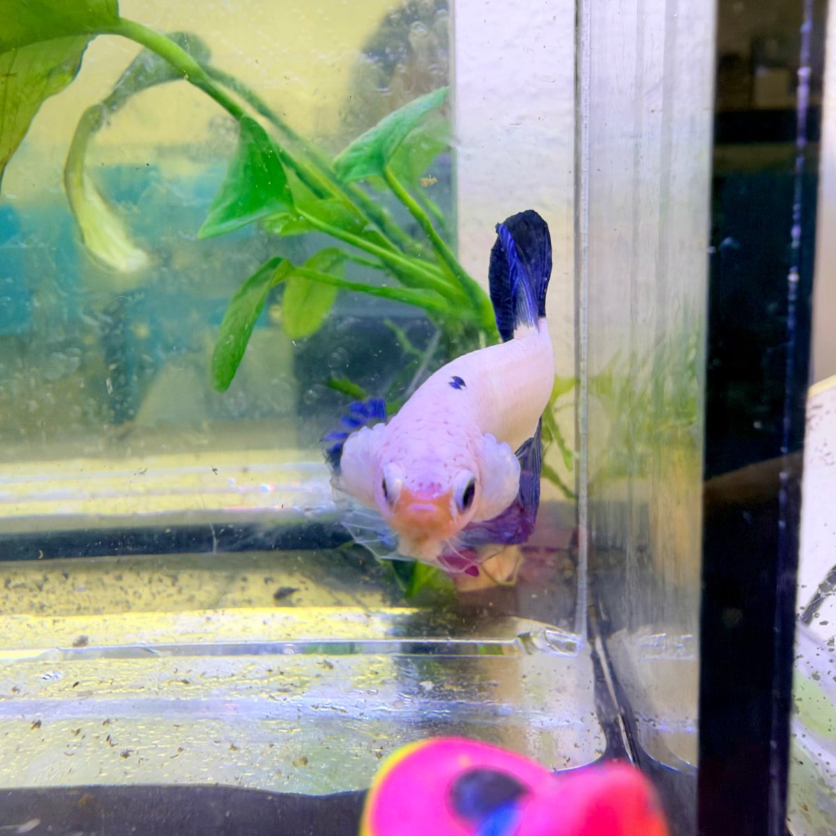 Plakat Blue Rim Male Betta #189