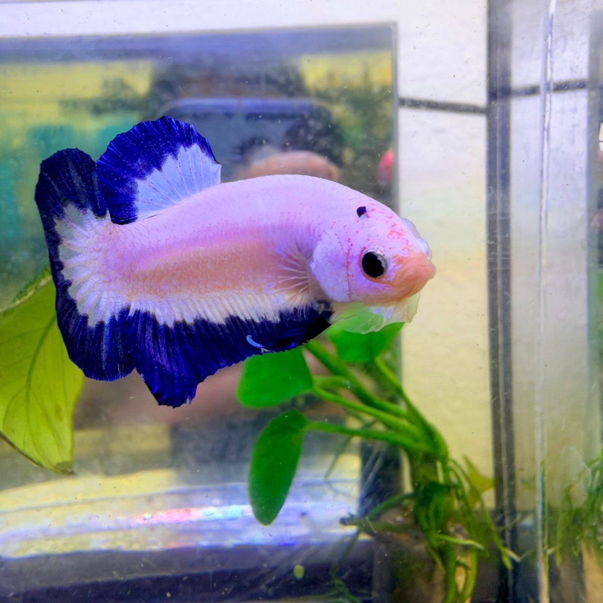 Plakat Blue Rim Male Betta #189