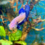 Plakat Blue Rim Male Betta F19