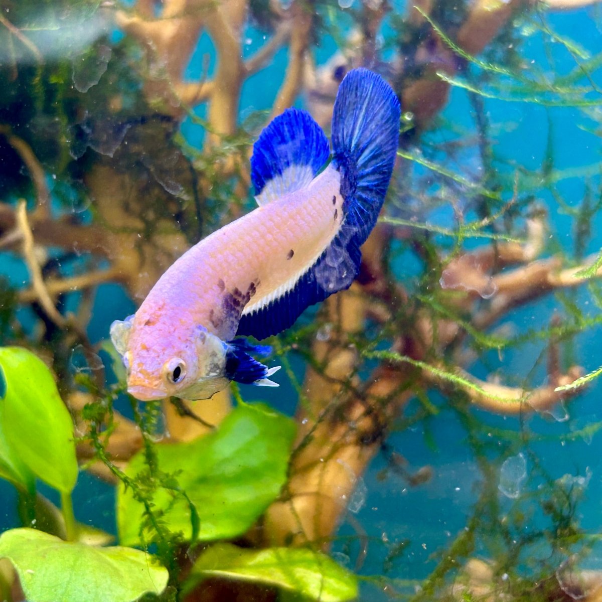 Plakat Blue Rim Male Betta #F19