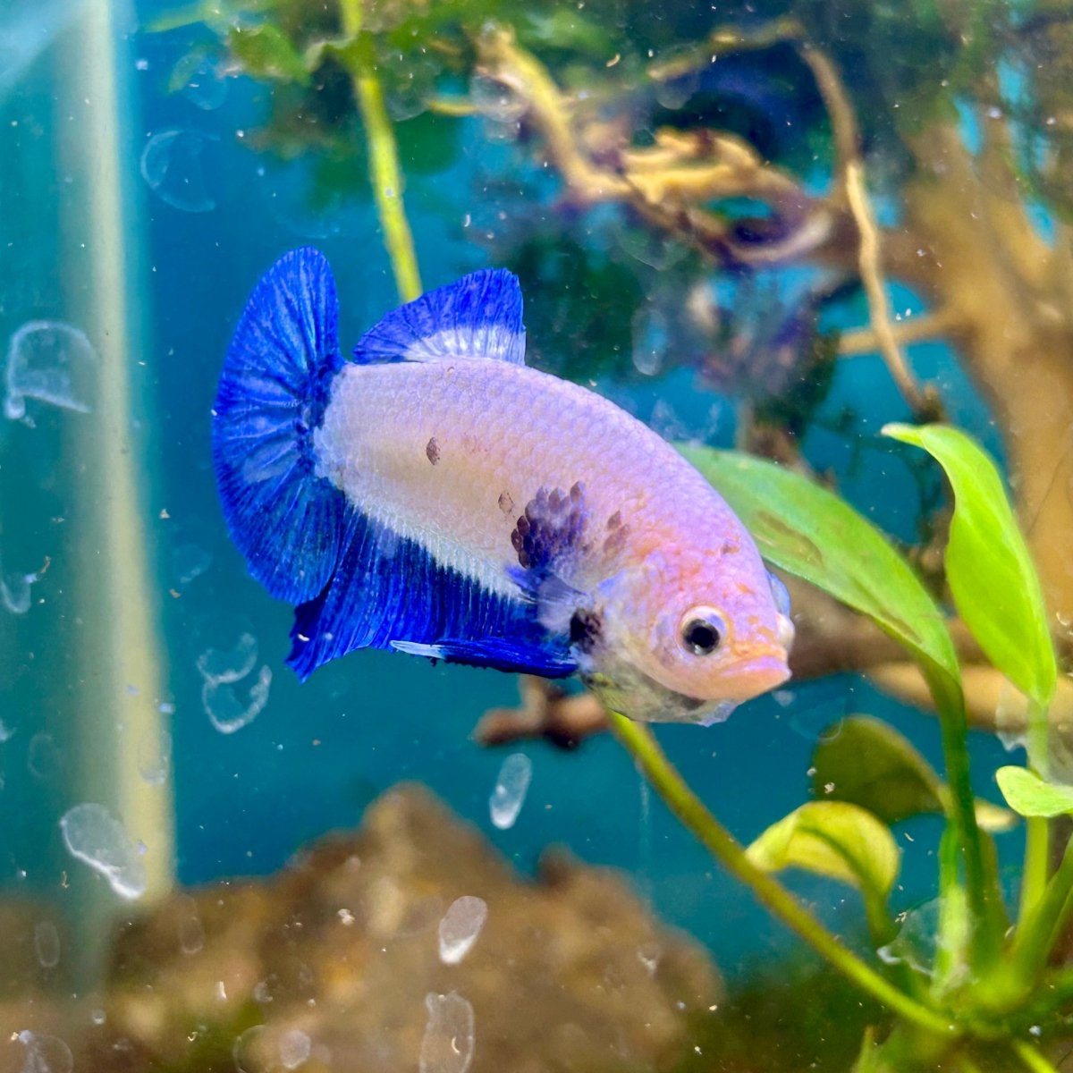 Plakat Blue Rim Male Betta #F19
