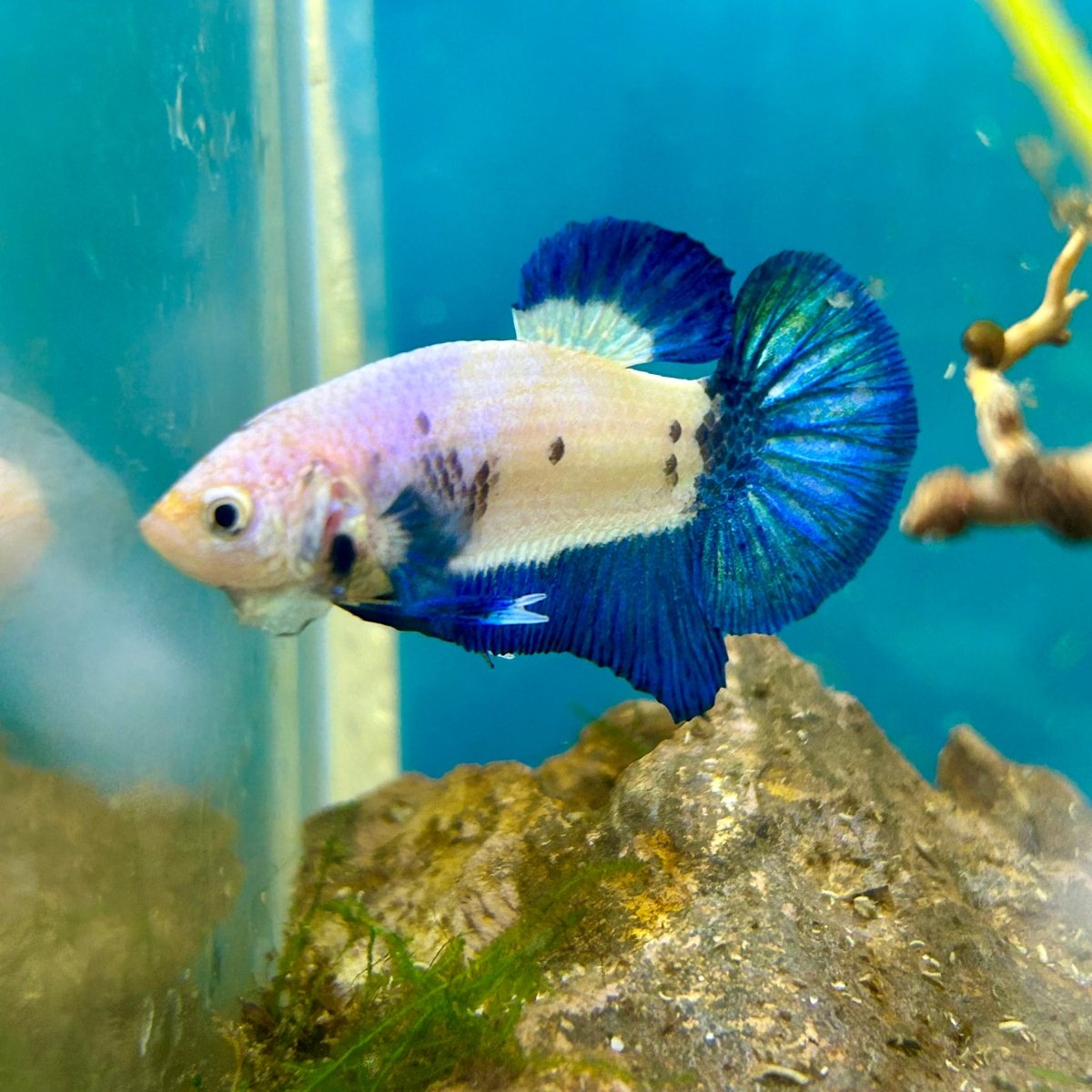 Plakat Blue Rim Male Betta #F19