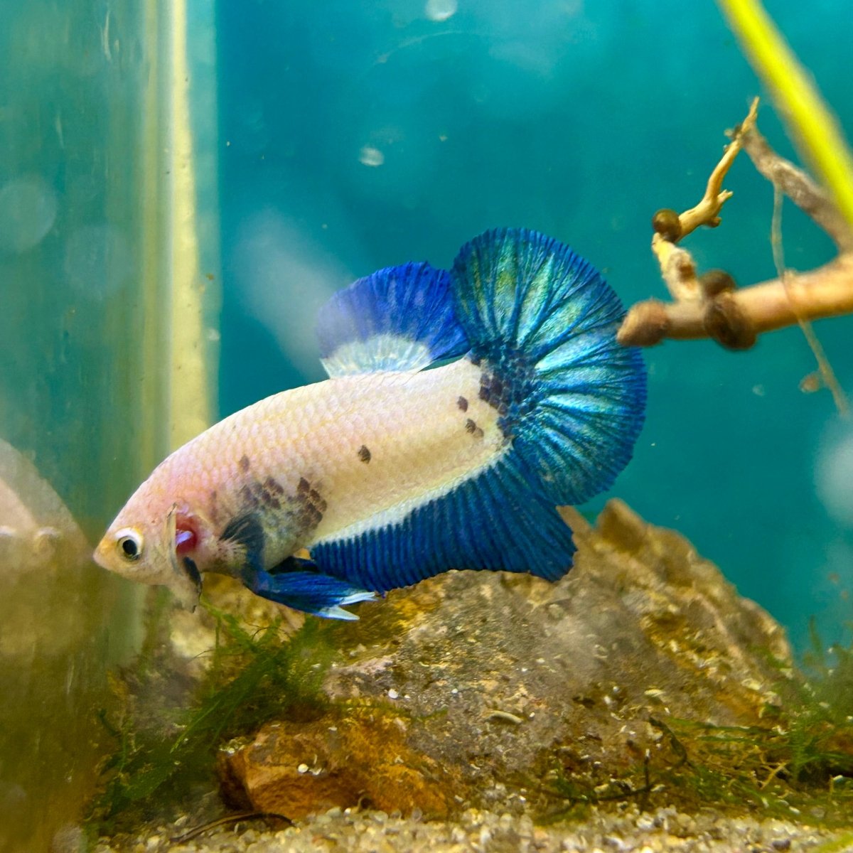 Plakat Blue Rim Male Betta #F19