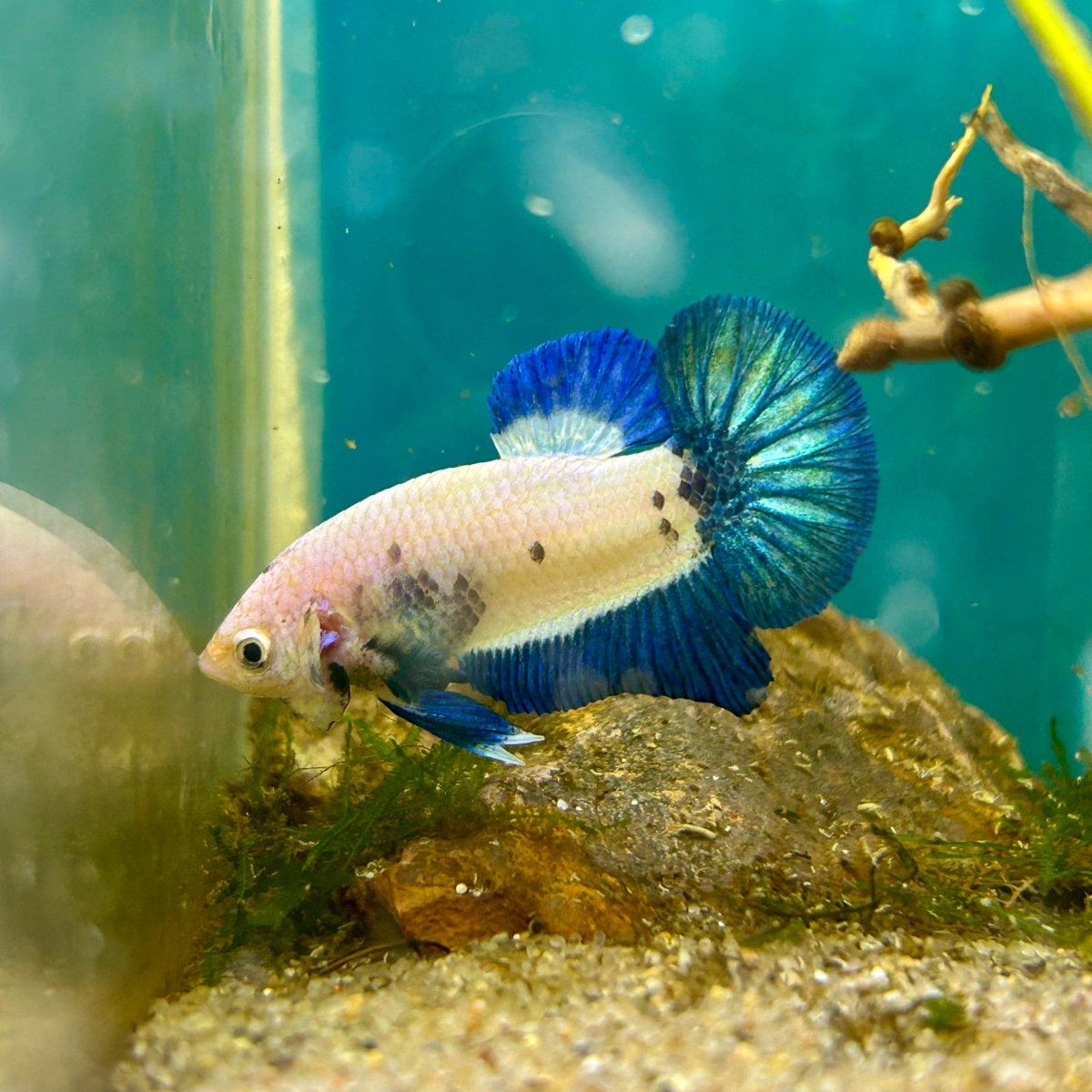 Plakat Blue Rim Male Betta #F19
