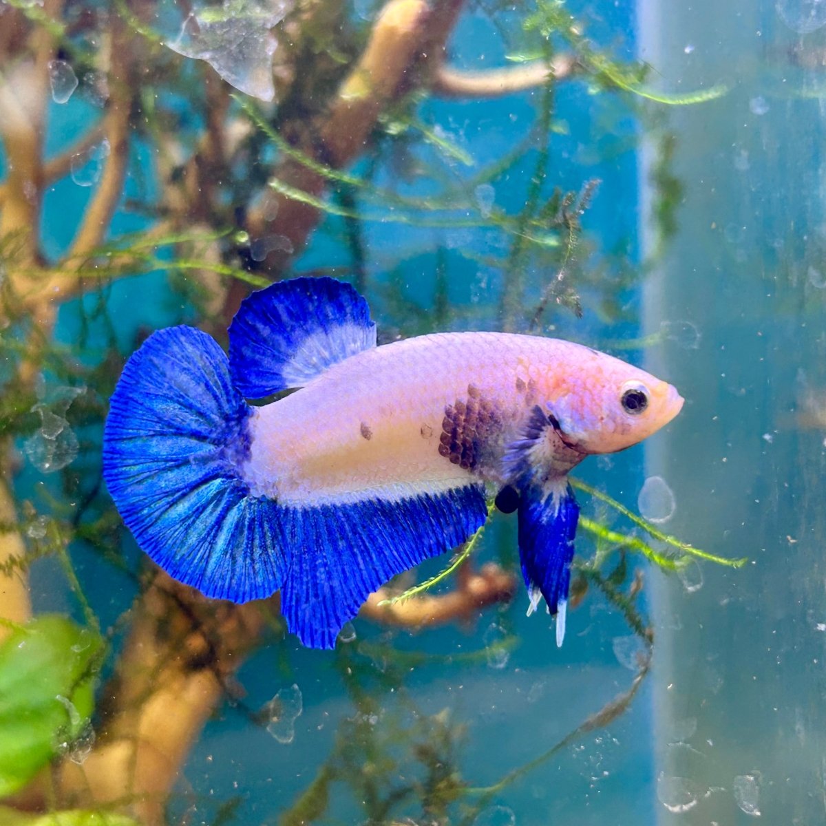 Plakat Blue Rim Male Betta #F19