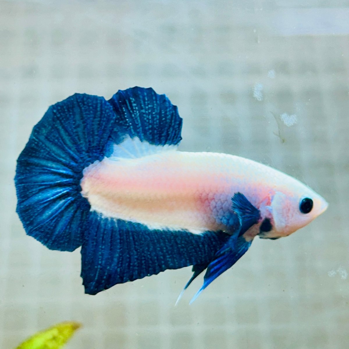 Plakat Blue Rim Male Betta MA23 Male betta
