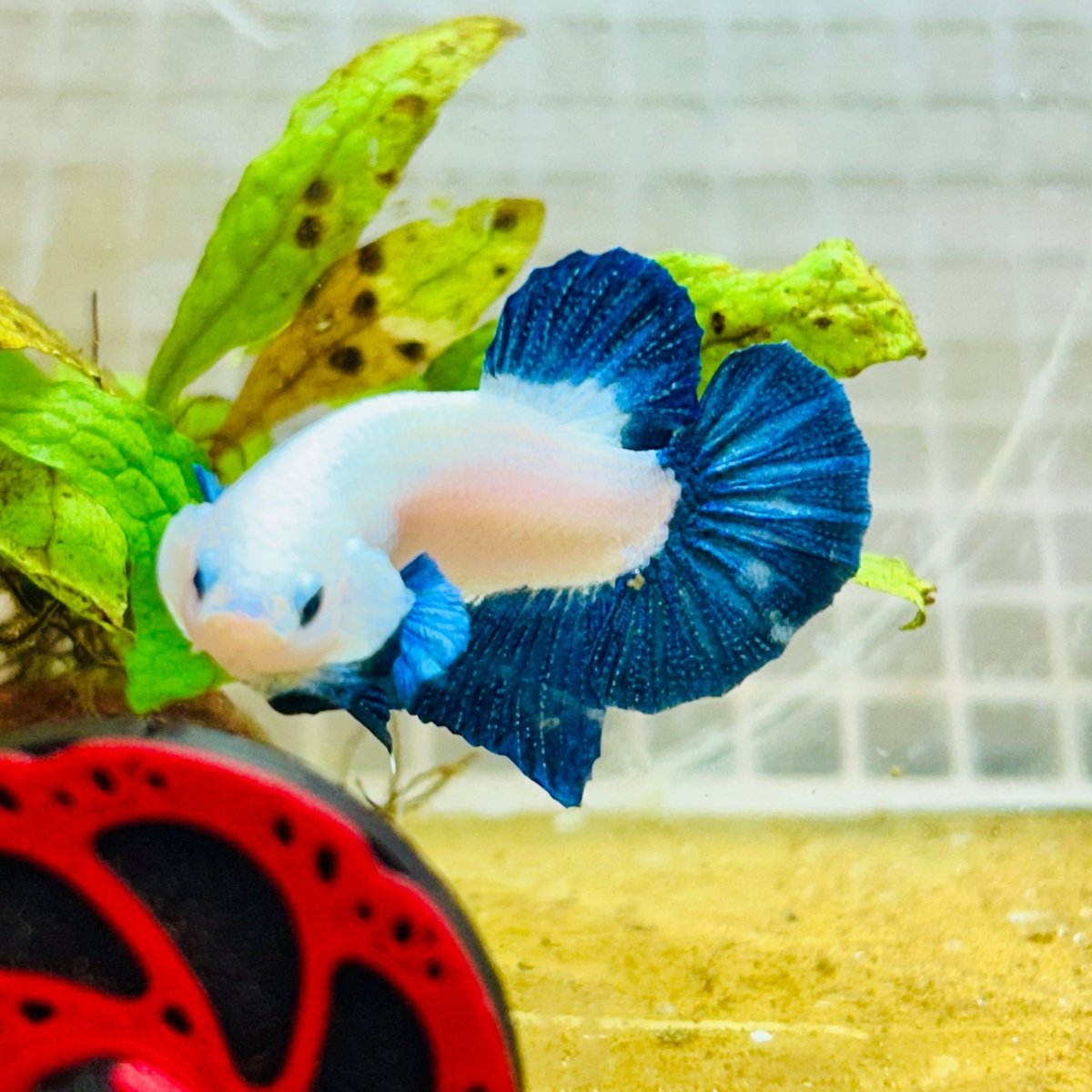 Plakat Blue Rim Male Betta MA23 Male betta