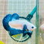 Plakat Blue Rim Male Betta MA23 Male betta