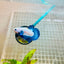Plakat Blue Rim Male Betta MA23 Male betta