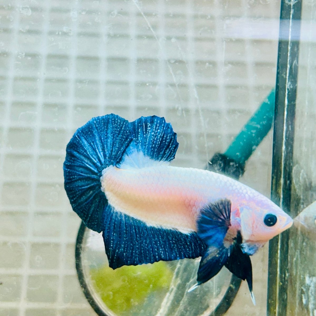 Plakat Blue Rim Male Betta MA23 Male betta