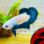 Plakat Blue Rim Male Betta MA23 Male betta