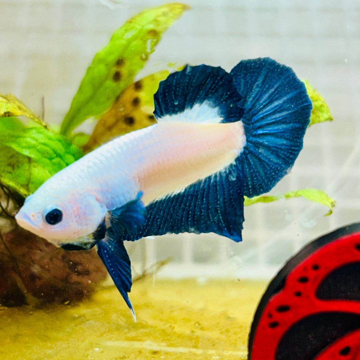 Plakat Blue Rim Male Betta MA23 Male betta
