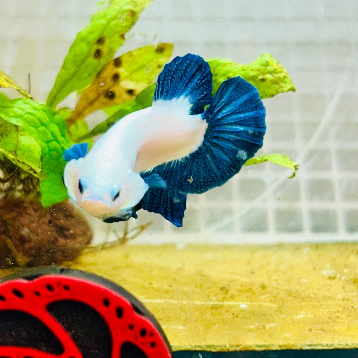 Plakat Blue Rim Male Betta MA23 Male betta