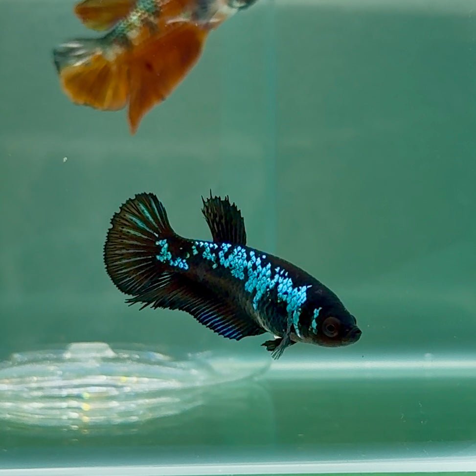Plakat Blue Samurai Female Betta #Au07