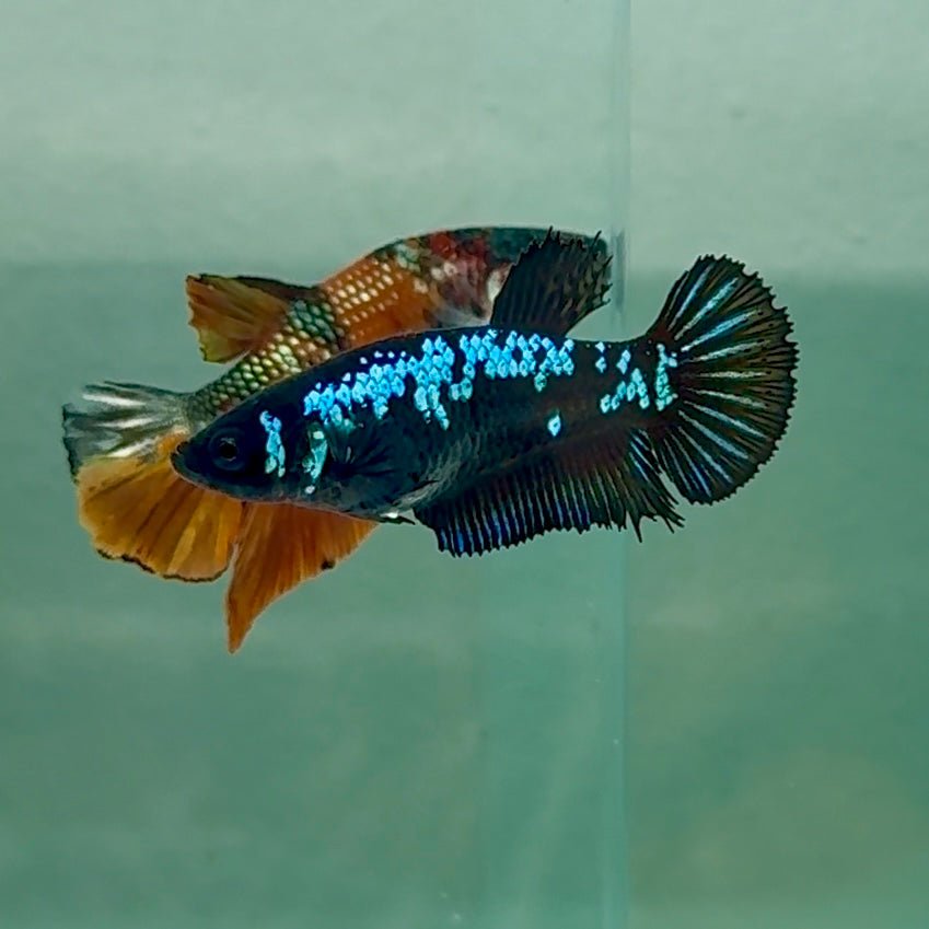 Plakat Blue Samurai Female Betta Au07 Female betta