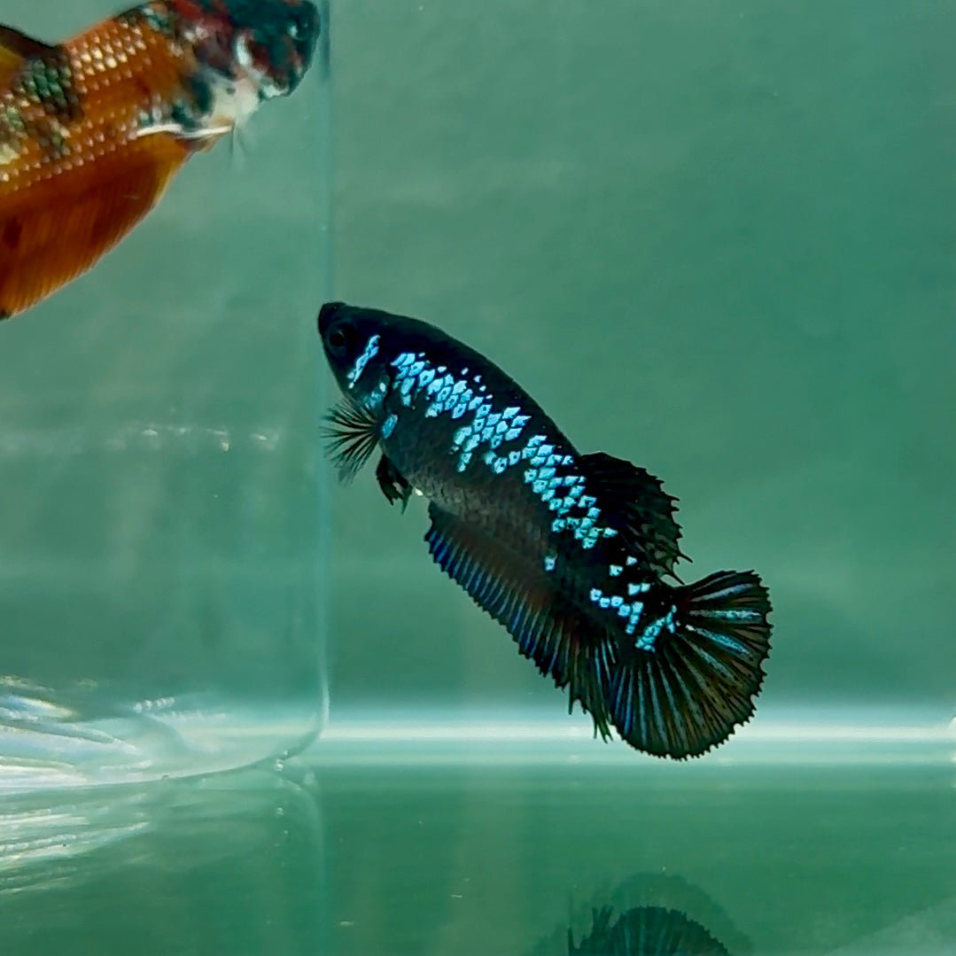 Plakat Blue Samurai Female Betta #Au07