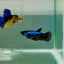 Plakat Blue Samurai Female Betta Ju55 Female betta
