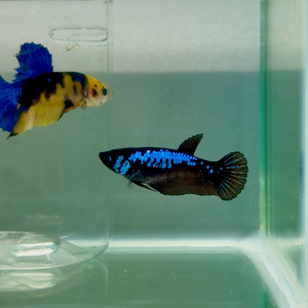 Plakat Blue Samurai Female Betta #Ju55