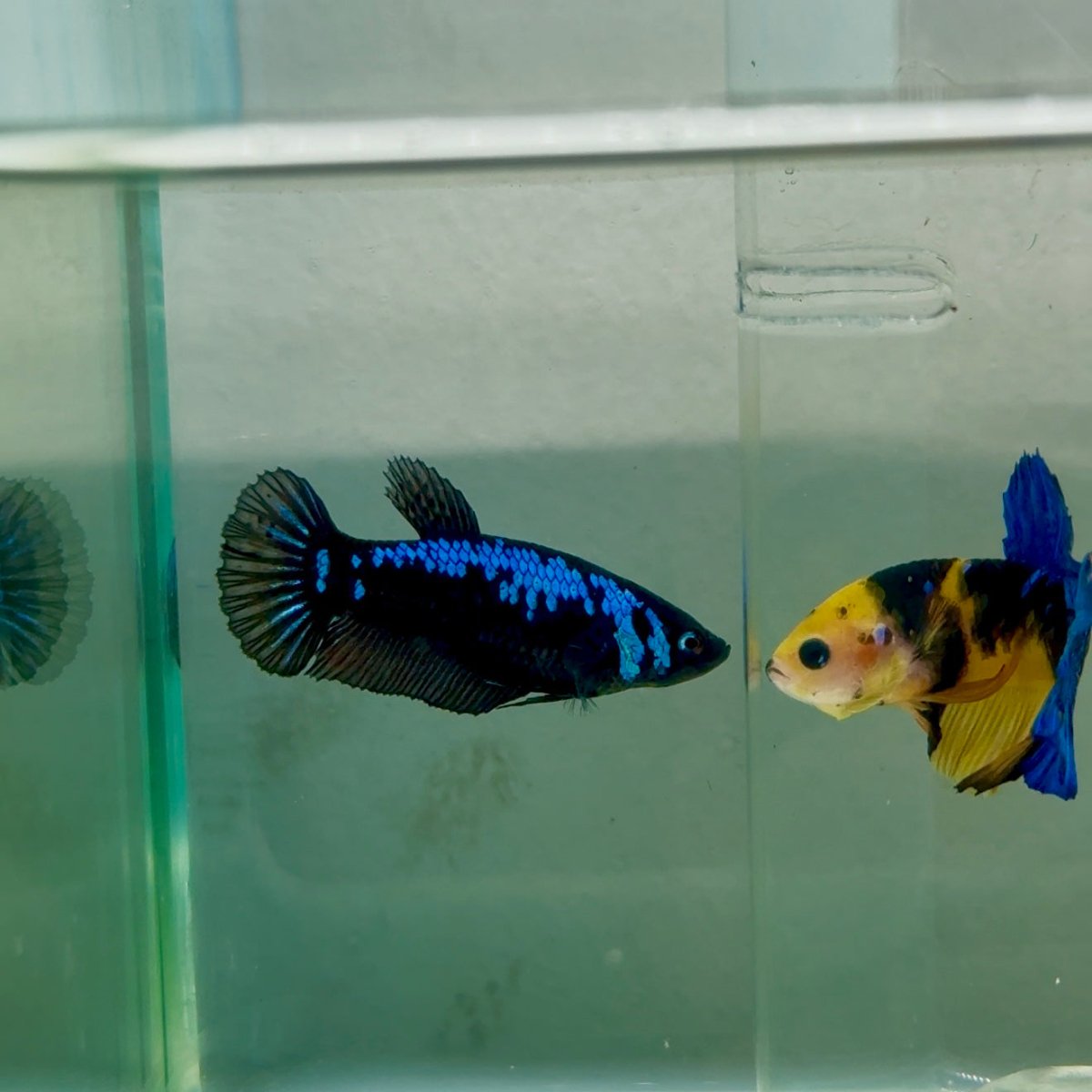 Plakat Blue Samurai Female Betta #Ju55